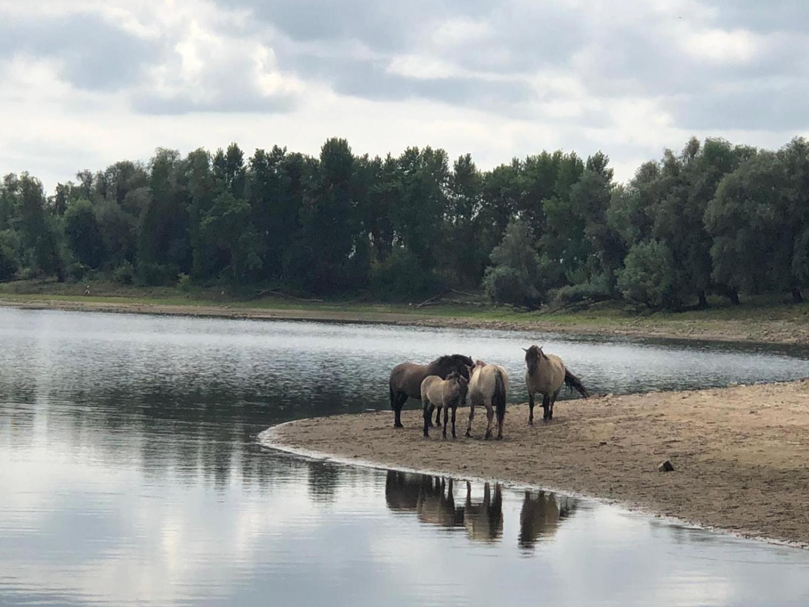 De Hazelaarshof Luxe Glampingtent Bij Natuurgebied De Millingerwaard Kekerdom Extérieur photo